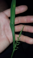Setaria intermedia