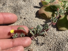 Camissoniopsis lewisii
