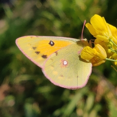 Colias fieldii