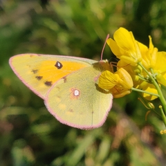 Colias fieldii
