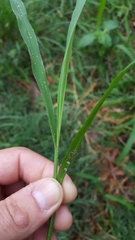 Setaria intermedia