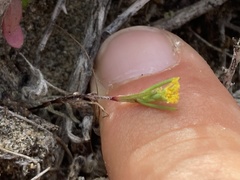 Amblyopappus pusillus