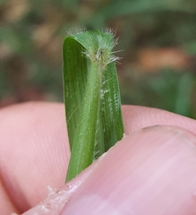 Setaria intermedia