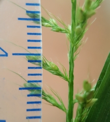 Setaria intermedia