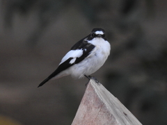Ficedula hypoleuca iberiae
