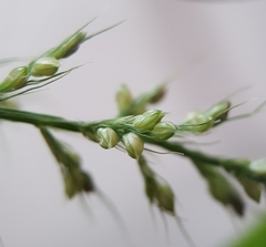 Setaria intermedia