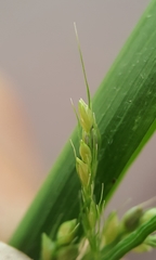 Setaria intermedia