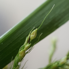 Setaria intermedia