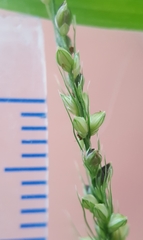 Setaria intermedia