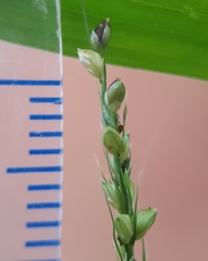 Setaria intermedia