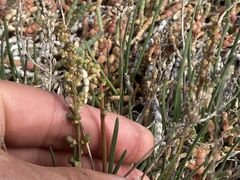 Triglochin concinna concinna