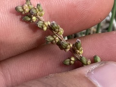 Triglochin concinna concinna