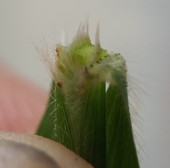 Setaria intermedia