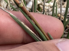 Triglochin concinna concinna