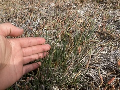 Triglochin concinna concinna