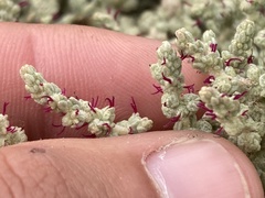 Atriplex julacea