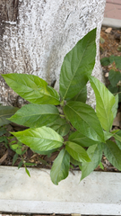 Ficus hispida