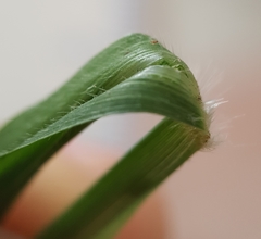 Setaria intermedia