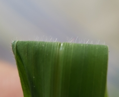 Setaria intermedia