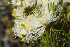 Melaleuca systena