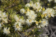 Melaleuca systena