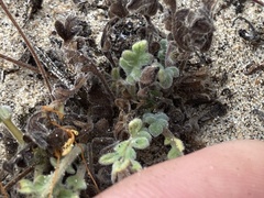 Phacelia stellaris