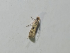 Phereoeca