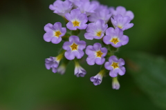 Heliotropium indicum image