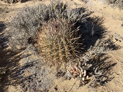 Ferocactus fordii