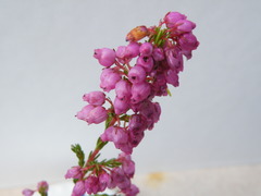 Erica multumbellifera