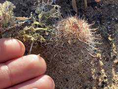 Mammillaria hutchisoniana