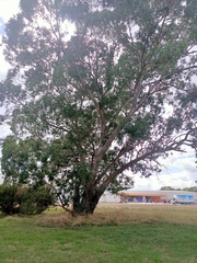 Eucalyptus yarraensis