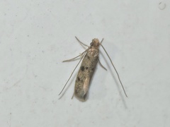 Phereoeca