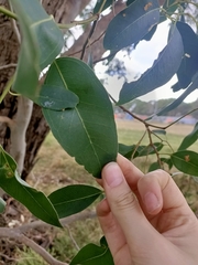 Eucalyptus yarraensis