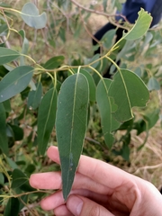 Eucalyptus yarraensis