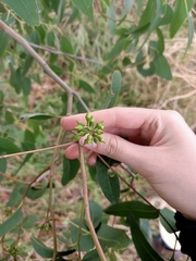 Eucalyptus yarraensis
