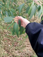 Eucalyptus yarraensis