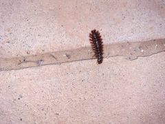 Pterygota