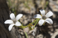 Orianthera spermacocea