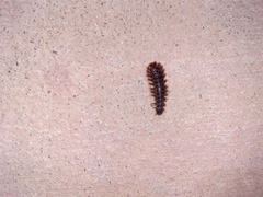 Pterygota