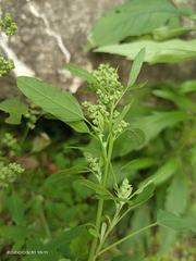 Chenopodium ficifolium