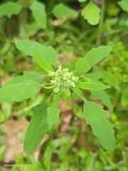 Chenopodium ficifolium