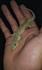 Hemidactylus flaviviridis