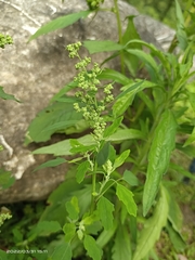 Chenopodium ficifolium