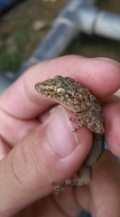 Hemidactylus kushmorensis