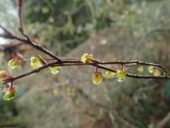 Lindera praecox