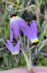 Primula clevelandii gracilis