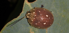 Paropsis aegrota