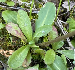 Primula clevelandii gracilis