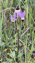 Primula clevelandii gracilis